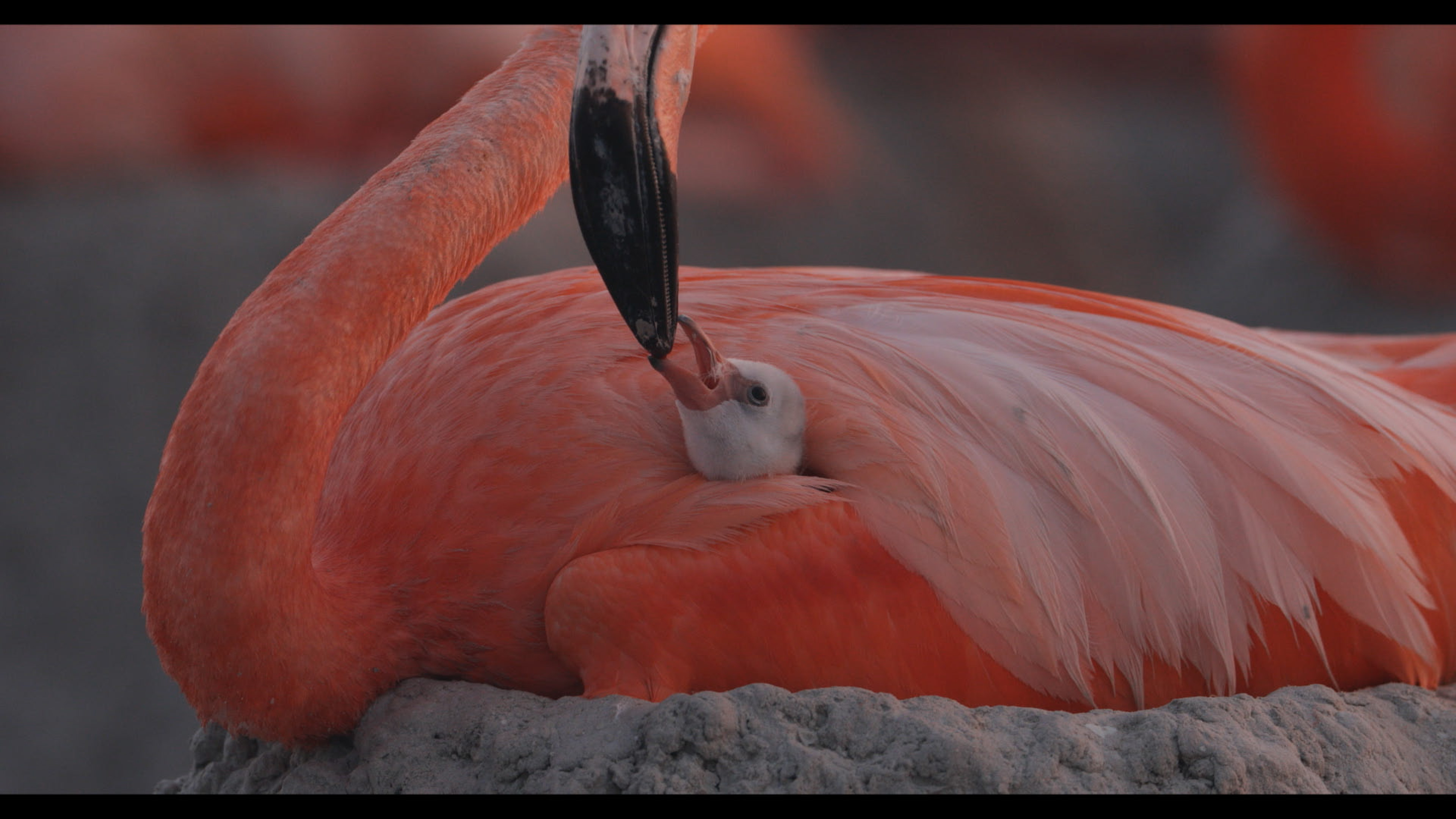 FLAMINGOS: LIFE AFTER THE METEORITE