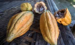 Cacao pods yellow