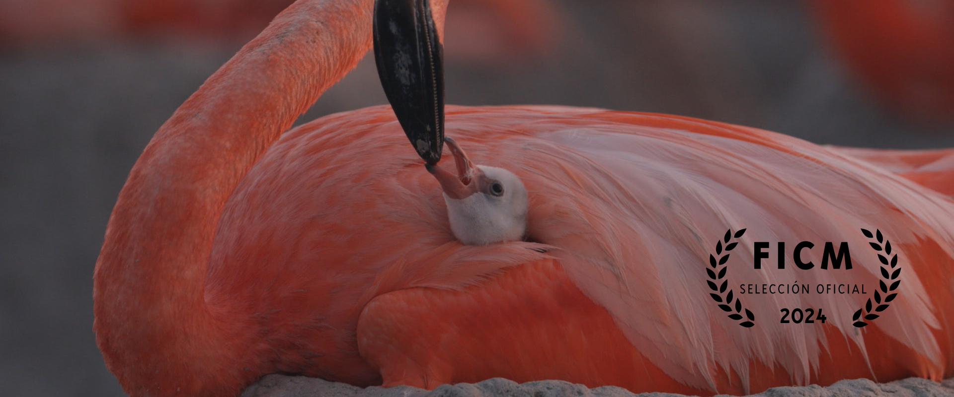 FLAMINGOS: LIFE AFTER THE METEORITE